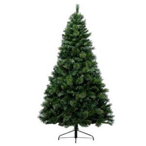 Majestic Dew Pine Tree (3ft to 10ft)